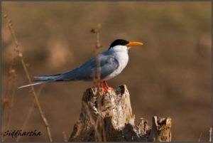 A river tern Migratoy Birds in Satpura National Park