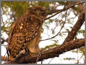 Brown FIsh Owl Birds in Panna