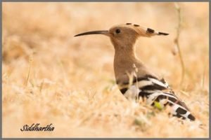 Common Hoopoe