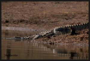 Crocodiles in Denwa Back Waters