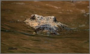 Crocodiles in Ken River