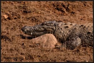 Crocodiles in Satpura National Park