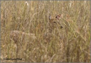 Deer Fawn Camouflage