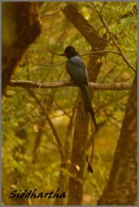 Greater Racket Tailed Drongo Birds in Satpura National Park