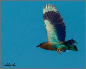 Indian ROller Birds in Western Ghats