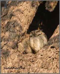 Indian Scoopes Owl Pair