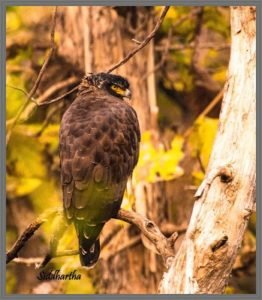 Juvenile Crested Serpent Eagle Birds in Panna