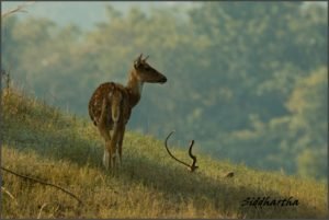 Mammals in Satpura National Park Risk of Crocodile Attack