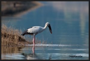 Migratory Birds in Denwa Backwaters Asian Open Billed Stork