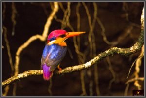 Oriental Dwarf Kingfisher Birds in Western Ghats