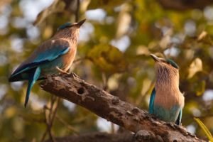 Pair of Indian Roller