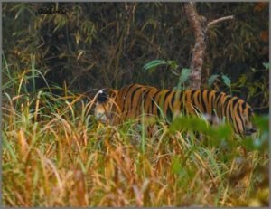 Patiah Tigress on Hunt