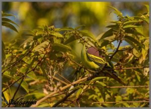 Popadour Green Pigeon Male Birds in Western Ghats