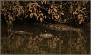 Reptiles in Western Ghats