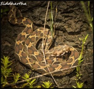 Saw Scaled Viper Attack mode 2