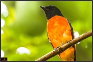 Scarlet Minivet Male Birds in Western Ghats 2